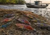 Oito camarões pescados por acidente no Pará tinham o mesmo DNA de uma linhagem da Índia e revelaram uma possível invasão pela rota dos navios