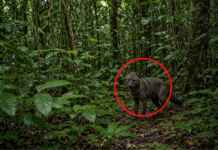 Câmeras-trampa registram 1.115 detecções do cão-de-orelhas-curtas e mostram que o animal antes considerado fantasma é mais comum em florestas intactas e territórios indígenas da Amazônia