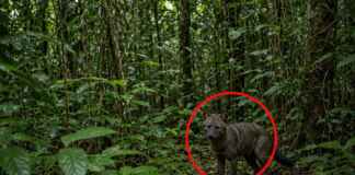 Câmeras-trampa registram 1.115 detecções do cão-de-orelhas-curtas e mostram que o animal antes considerado fantasma é mais comum em florestas intactas e territórios indígenas da Amazônia