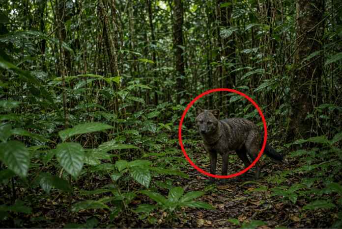 cao-de-orelhas-curtas-amazonia-1115-deteccoes-florestas-intactas-terras-indigenas