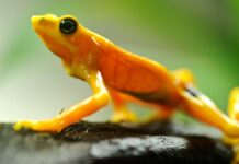 Rãs harlequinas podem recuperar o veneno perdido em cativeiro Rãs harlequinas podem recuperar o veneno perdido em cativeiro