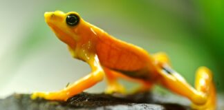 Rãs harlequinas podem recuperar o veneno perdido em cativeiro Rãs harlequinas podem recuperar o veneno perdido em cativeiro