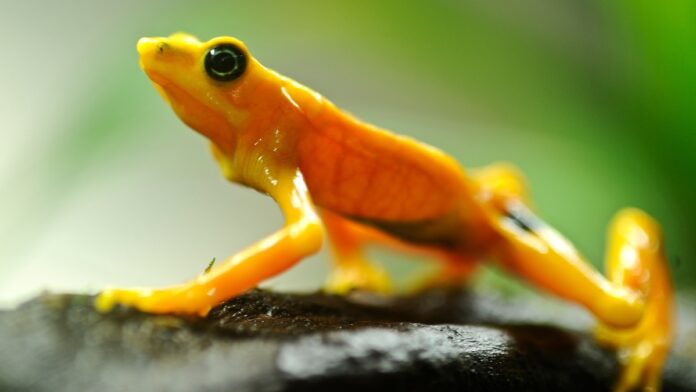 Rãs harlequinas podem recuperar o veneno perdido em cativeiro Rãs harlequinas podem recuperar o veneno perdido em cativeiro
