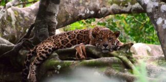 Onças-pintadas fêmeas caem 77% em reserva da Amazônia Onças-pintadas fêmeas caem 77% em reserva da Amazônia