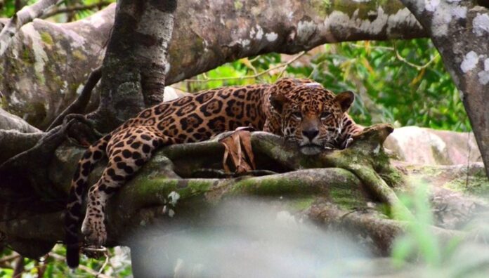 Onças-pintadas fêmeas caem 77% em reserva da Amazônia Onças-pintadas fêmeas caem 77% em reserva da Amazônia