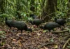 Jacamim usa vocalização grave que atravessa o sub-bosque e mantém o grupo unido durante a busca por alimento Jacamim usa vocalização grave que atravessa o sub-bosque e mantém o grupo unido durante a busca por alimento
