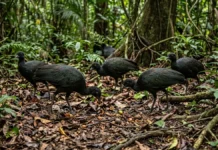 Jacamim usa vocalização grave que atravessa o sub-bosque e mantém o grupo unido durante a busca por alimento Jacamim usa vocalização grave que atravessa o sub-bosque e mantém o grupo unido durante a busca por alimento