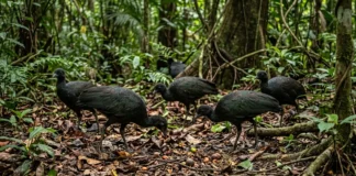Jacamim usa vocalização grave que atravessa o sub-bosque e mantém o grupo unido durante a busca por alimento Jacamim usa vocalização grave que atravessa o sub-bosque e mantém o grupo unido durante a busca por alimento