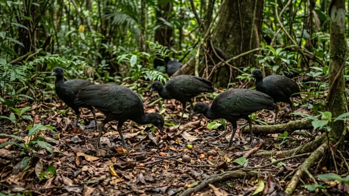 Jacamim usa vocalização grave que atravessa o sub-bosque e mantém o grupo unido durante a busca por alimento Jacamim usa vocalização grave que atravessa o sub-bosque e mantém o grupo unido durante a busca por alimento