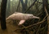 Boto-cor-de-rosa gira a cabeça entre troncos alagados e usa ecolocalização para caçar no igapó Boto-cor-de-rosa gira a cabeça entre troncos alagados e usa ecolocalização para caçar no igapó