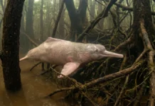 Boto-cor-de-rosa gira a cabeça entre troncos alagados e usa ecolocalização para caçar no igapó Boto-cor-de-rosa gira a cabeça entre troncos alagados e usa ecolocalização para caçar no igapó