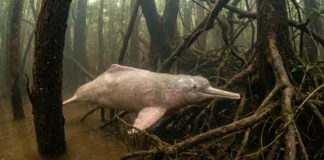 Boto-cor-de-rosa gira a cabeça entre troncos alagados e usa ecolocalização para caçar no igapó Boto-cor-de-rosa gira a cabeça entre troncos alagados e usa ecolocalização para caçar no igapó