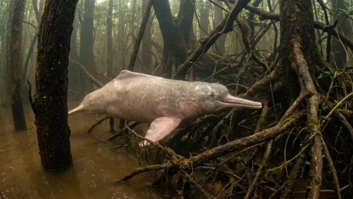 Boto-cor-de-rosa gira a cabeça entre troncos alagados e usa ecolocalização para caçar no igapó Boto-cor-de-rosa gira a cabeça entre troncos alagados e usa ecolocalização para caçar no igapó