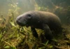 Peixe-boi-amazônico usa lábios preênseis para arrancar plantas e troca dentes durante toda a vida nos rios da Amazônia Peixe-boi-amazônico usa lábios preênseis para arrancar plantas e troca dentes durante toda a vida nos rios da Amazônia