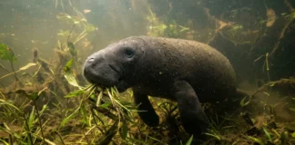 Peixe-boi-amazônico usa lábios preênseis para arrancar plantas e troca dentes durante toda a vida nos rios da Amazônia Peixe-boi-amazônico usa lábios preênseis para arrancar plantas e troca dentes durante toda a vida nos rios da Amazônia