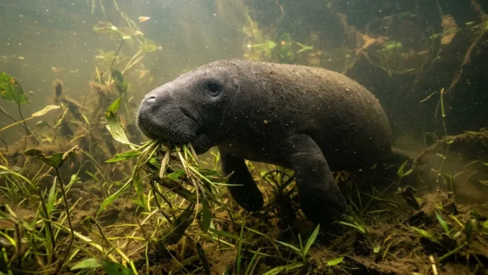 Peixe-boi-amazônico usa lábios preênseis para arrancar plantas e troca dentes durante toda a vida nos rios da Amazônia Peixe-boi-amazônico usa lábios preênseis para arrancar plantas e troca dentes durante toda a vida nos rios da Amazônia