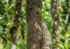 Preguiça desce da árvore para defecar e mantém algas e mariposas no pelo da floresta Preguiça desce da árvore para defecar e mantém algas e mariposas no pelo da floresta