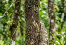 Preguiça desce da árvore para defecar e mantém algas e mariposas no pelo da floresta Preguiça desce da árvore para defecar e mantém algas e mariposas no pelo da floresta