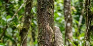 Preguiça desce da árvore para defecar e mantém algas e mariposas no pelo da floresta Preguiça desce da árvore para defecar e mantém algas e mariposas no pelo da floresta