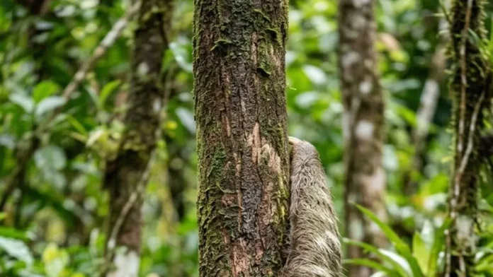 Preguiça desce da árvore para defecar e mantém algas e mariposas no pelo da floresta