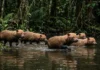 Cachorro-vinagre usa membrana entre os dedos para caçar em matilha dentro da água e derrubar presas maiores Cachorro-vinagre usa membrana entre os dedos para caçar em matilha dentro da água e derrubar presas maiores