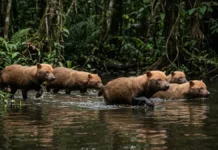 Cachorro-vinagre usa membrana entre os dedos para caçar em matilha dentro da água e derrubar presas maiores Cachorro-vinagre usa membrana entre os dedos para caçar em matilha dentro da água e derrubar presas maiores
