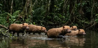 Cachorro-vinagre usa membrana entre os dedos para caçar em matilha dentro da água e derrubar presas maiores Cachorro-vinagre usa membrana entre os dedos para caçar em matilha dentro da água e derrubar presas maiores