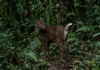 Veado-mateiro congela antes de fugir e ergue a cauda branca para alertar outros animais Veado-mateiro congela antes de fugir e ergue a cauda branca para alertar outros animais