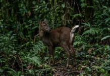 Veado-mateiro congela antes de fugir e ergue a cauda branca para alertar outros animais Veado-mateiro congela antes de fugir e ergue a cauda branca para alertar outros animais