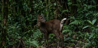 Veado-mateiro congela antes de fugir e ergue a cauda branca para alertar outros animais Veado-mateiro congela antes de fugir e ergue a cauda branca para alertar outros animais