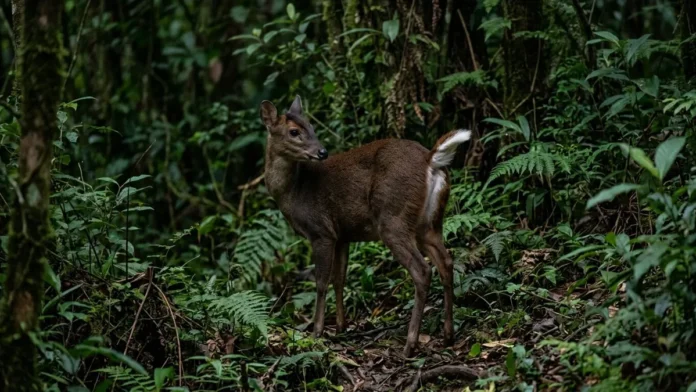 Veado-mateiro congela antes de fugir e ergue a cauda branca para alertar outros animais Veado-mateiro congela antes de fugir e ergue a cauda branca para alertar outros animais
