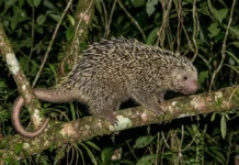 O ouriço-cacheiro usa microfaras nos espinhos e a cauda preênsil como quinto membro à noite O ouriço-cacheiro usa microfaras nos espinhos e a cauda preênsil como quinto membro à noite