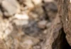 Rato-de-espinho solta a pele ao ser agarrado e regenera o tecido para escapar de predadores Rato-de-espinho solta a pele ao ser agarrado e regenera o tecido para escapar de predadores