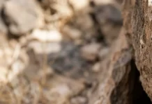 Rato-de-espinho solta a pele ao ser agarrado e regenera o tecido para escapar de predadores Rato-de-espinho solta a pele ao ser agarrado e regenera o tecido para escapar de predadores