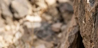 Rato-de-espinho solta a pele ao ser agarrado e regenera o tecido para escapar de predadores Rato-de-espinho solta a pele ao ser agarrado e regenera o tecido para escapar de predadores