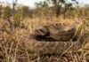 Cascavel muda o ritmo do guizo conforme a distância da ameaça e avisa predadores nos campos do Cerrado Cascavel muda o ritmo do guizo conforme a distância da ameaça e avisa predadores nos campos do Cerrado