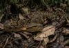 Surucucu detecta calor pela fosseta loreal e prepara ataque de emboscada no escuro da floresta Surucucu detecta calor pela fosseta loreal e prepara ataque de emboscada no escuro da floresta