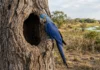 Arara-azul usa oco de manduvi velho e depende da anta para renovar árvores no Pantanal Arara-azul usa oco de manduvi velho e depende da anta para renovar árvores no Pantanal