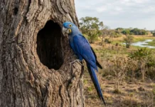 Arara-azul usa oco de manduvi velho e depende da anta para renovar árvores no Pantanal Arara-azul usa oco de manduvi velho e depende da anta para renovar árvores no Pantanal