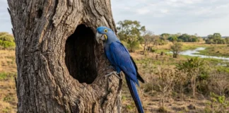 Arara-azul usa oco de manduvi velho e depende da anta para renovar árvores no Pantanal Arara-azul usa oco de manduvi velho e depende da anta para renovar árvores no Pantanal
