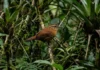 Uirapuru concentra canto complexo no período reprodutivo e silencia depois de poucas semanas na floresta amazônica Uirapuru concentra canto complexo no período reprodutivo e silencia depois de poucas semanas na floresta amazônica