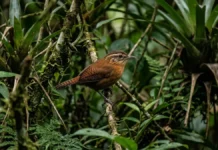 Uirapuru concentra canto complexo no período reprodutivo e silencia depois de poucas semanas na floresta amazônica Uirapuru concentra canto complexo no período reprodutivo e silencia depois de poucas semanas na floresta amazônica
