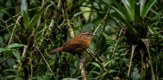 Uirapuru concentra canto complexo no período reprodutivo e silencia depois de poucas semanas na floresta amazônica Uirapuru concentra canto complexo no período reprodutivo e silencia depois de poucas semanas na floresta amazônica