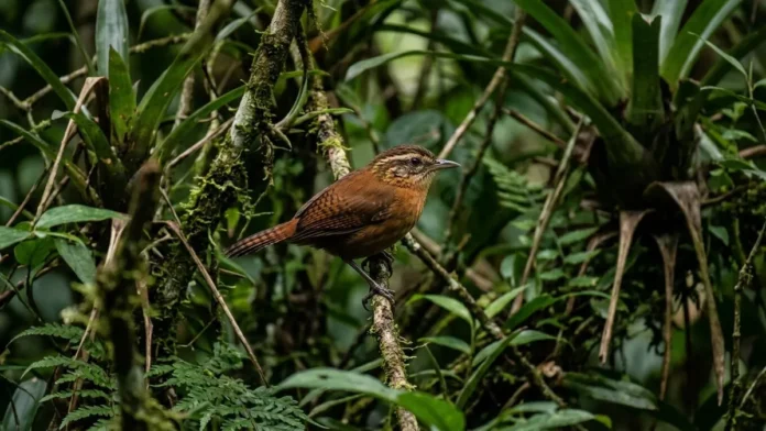 Uirapuru concentra canto complexo no período reprodutivo e silencia depois de poucas semanas na floresta amazônica Uirapuru concentra canto complexo no período reprodutivo e silencia depois de poucas semanas na floresta amazônica