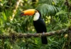 Bico do tucano-toco atua como radiador e dissipa calor pela circulação sanguínea sem gastar água Bico do tucano-toco atua como radiador e dissipa calor pela circulação sanguínea sem gastar água