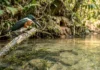 Martim-pescador ajusta dois focos na retina para corrigir a refração e acertar peixes no mergulho Martim-pescador ajusta dois focos na retina para corrigir a refração e acertar peixes no mergulho