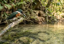 Martim-pescador ajusta dois focos na retina para corrigir a refração e acertar peixes no mergulho Martim-pescador ajusta dois focos na retina para corrigir a refração e acertar peixes no mergulho