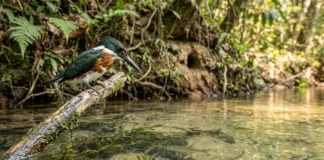 Martim-pescador ajusta dois focos na retina para corrigir a refração e acertar peixes no mergulho Martim-pescador ajusta dois focos na retina para corrigir a refração e acertar peixes no mergulho