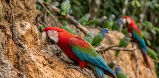 Papagaio come argila em barreiro coletivo para ajudar a neutralizar compostos tóxicos de sementes na floresta Papagaio come argila em barreiro coletivo para ajudar a neutralizar compostos tóxicos de sementes na floresta