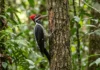 Osso hioide do pica-pau contorna o crânio e amortece impactos repetidos durante a batida no tronco Osso hioide do pica-pau contorna o crânio e amortece impactos repetidos durante a batida no tronco